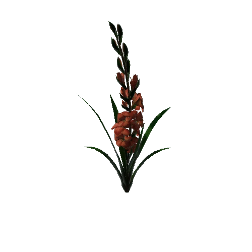 flower gladiolus 4.3